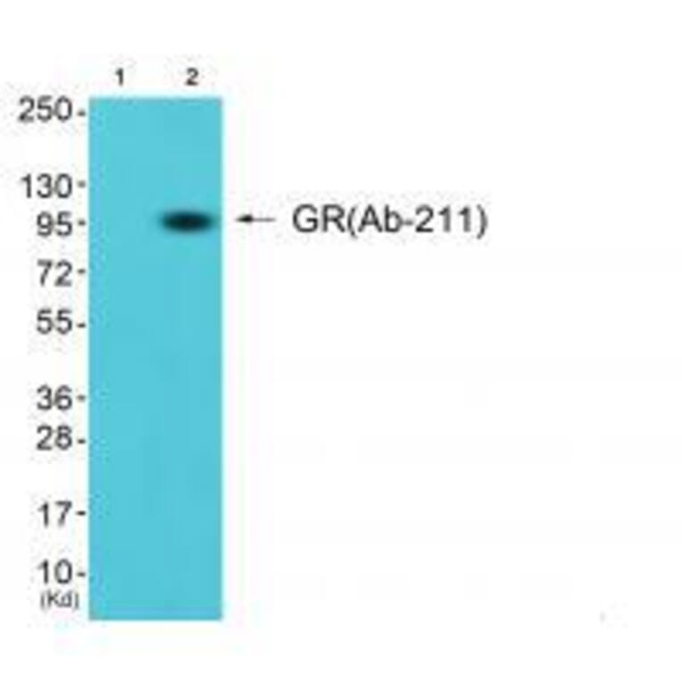 Western blot - GR (Ab-211) Antibody from Signalway Antibody (33123) - Antibodies.com