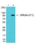 Western blot - GR (Ab-211) Antibody from Signalway Antibody (33123) - Antibodies.com