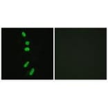 Immunofluorescence - SF1 (Ab-82) Antibody from Signalway Antibody (33142) - Antibodies.com