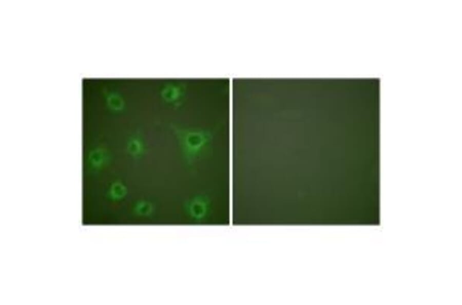 Immunofluorescence - Collagen II Antibody from Signalway Antibody (33340) - Antibodies.com