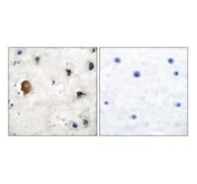 Immunohistochemistry - Connexin 43 Antibody from Signalway Antibody (33343) - Antibodies.com