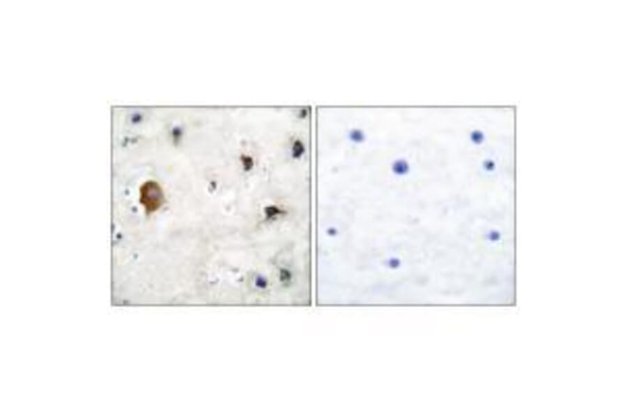 Immunohistochemistry - Connexin 43 Antibody from Signalway Antibody (33343) - Antibodies.com