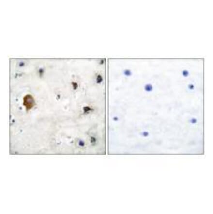 Immunohistochemistry - Connexin 43 Antibody from Signalway Antibody (33343) - Antibodies.com