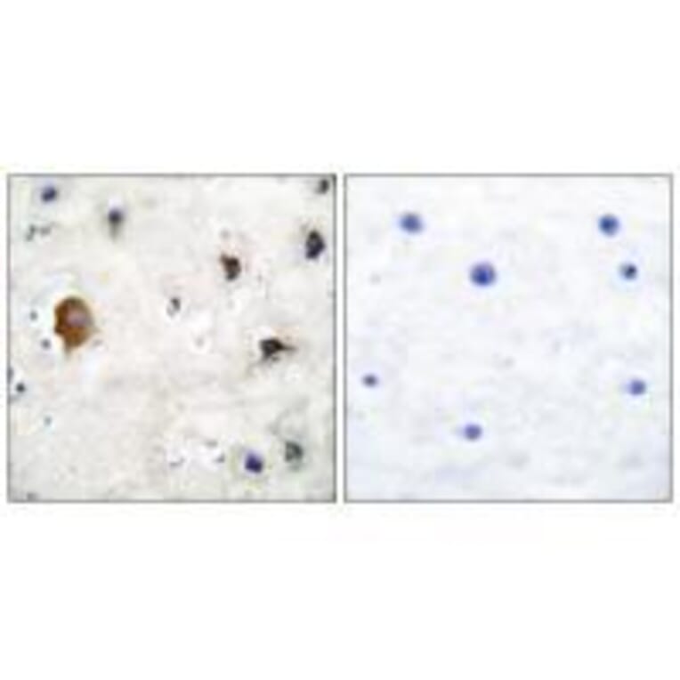 Immunohistochemistry - Connexin 43 Antibody from Signalway Antibody (33343) - Antibodies.com