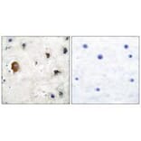 Immunohistochemistry - Connexin 43 Antibody from Signalway Antibody (33343) - Antibodies.com
