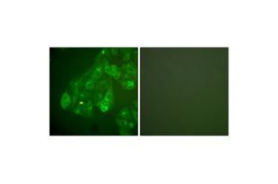 Immunofluorescence - Connexin 43 Antibody from Signalway Antibody (33343) - Antibodies.com