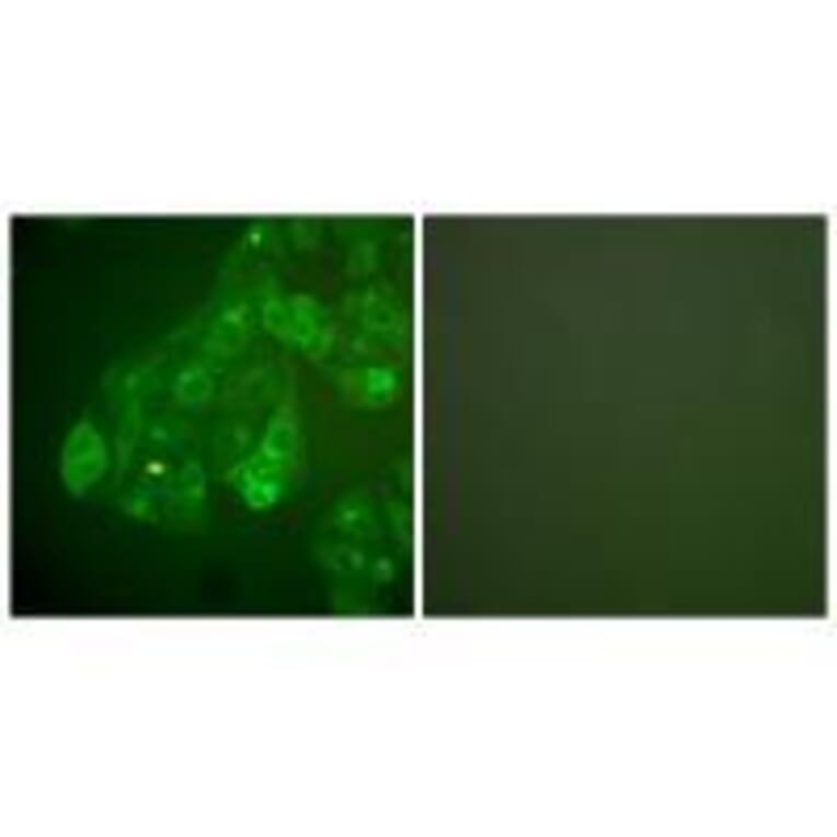 Immunofluorescence - Connexin 43 Antibody from Signalway Antibody (33343) - Antibodies.com