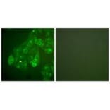 Immunofluorescence - Connexin 43 Antibody from Signalway Antibody (33343) - Antibodies.com
