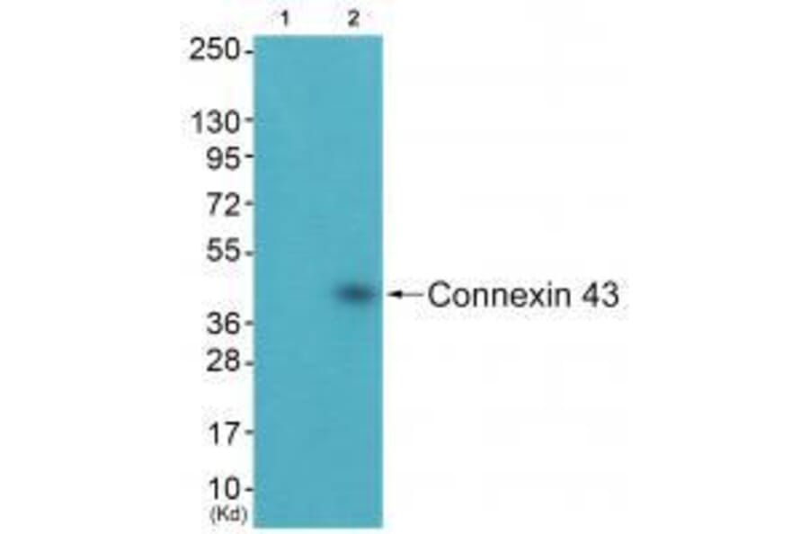 Western blot - Connexin 43 Antibody from Signalway Antibody (33343) - Antibodies.com
