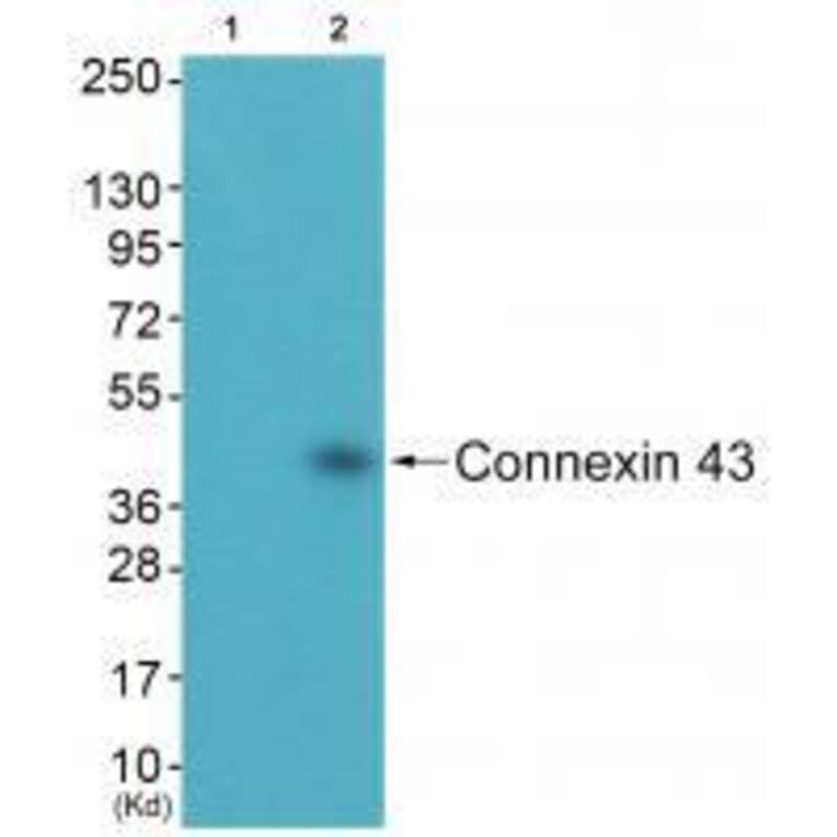 Western blot - Connexin 43 Antibody from Signalway Antibody (33343) - Antibodies.com