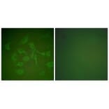 Immunofluorescence - Mammaglobin Antibody from Signalway Antibody (33427) - Antibodies.com