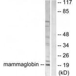 Western blot - Mammaglobin Antibody from Signalway Antibody (33427) - Antibodies.com