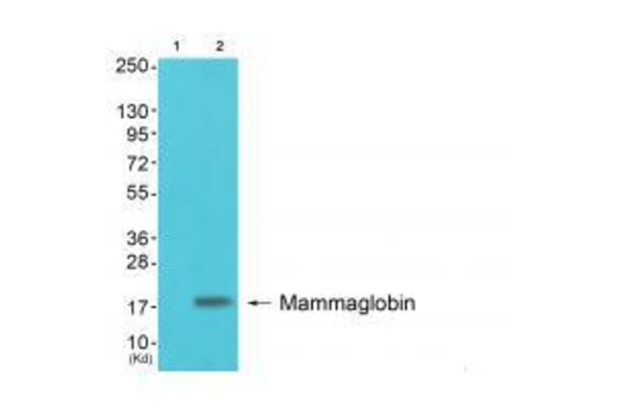 Western blot - Mammaglobin Antibody from Signalway Antibody (33427) - Antibodies.com