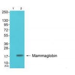 Western blot - Mammaglobin Antibody from Signalway Antibody (33427) - Antibodies.com