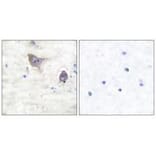 Immunohistochemistry - Synuclein β Antibody from Signalway Antibody (33494) - Antibodies.com