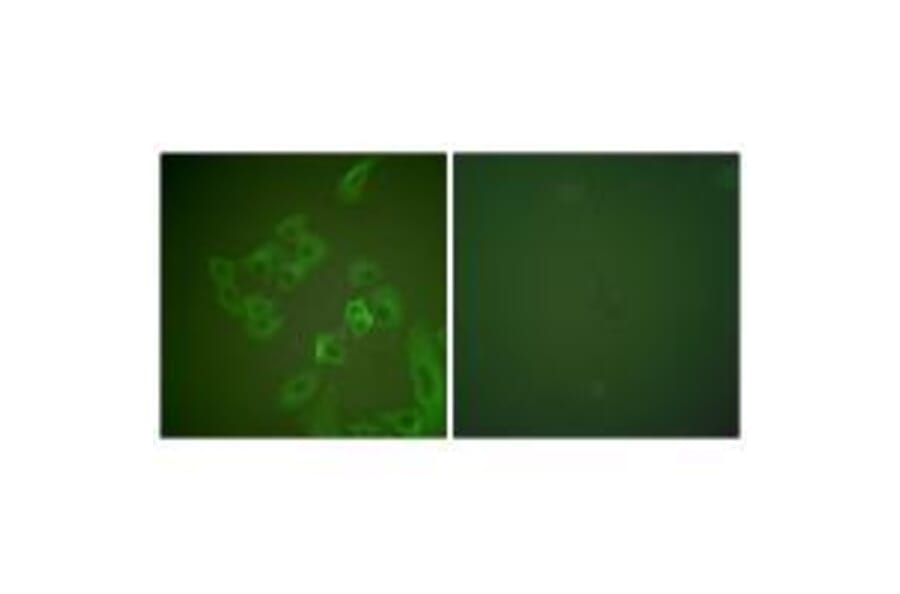 Immunofluorescence - Synuclein β Antibody from Signalway Antibody (33494) - Antibodies.com