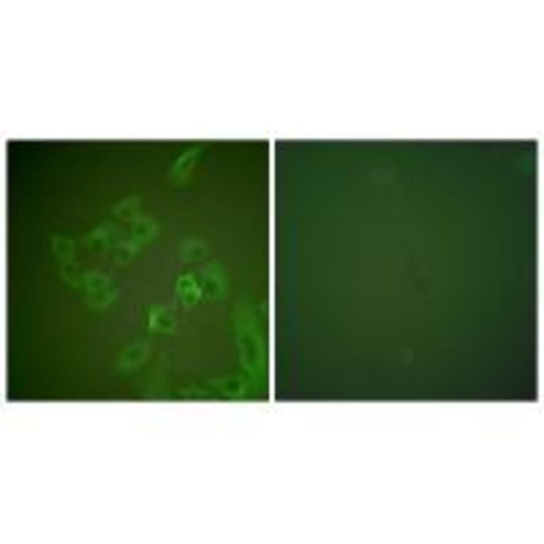 Immunofluorescence - Synuclein β Antibody from Signalway Antibody (33494) - Antibodies.com