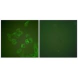 Immunofluorescence - Synuclein β Antibody from Signalway Antibody (33494) - Antibodies.com