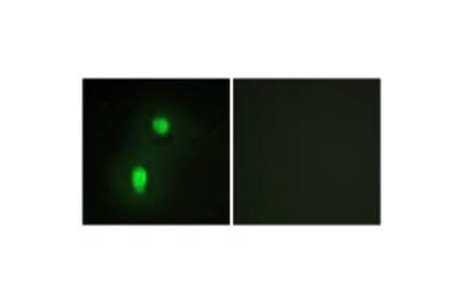 Immunofluorescence - hnRNP C1/C2 Antibody from Signalway Antibody (33658) - Antibodies.com