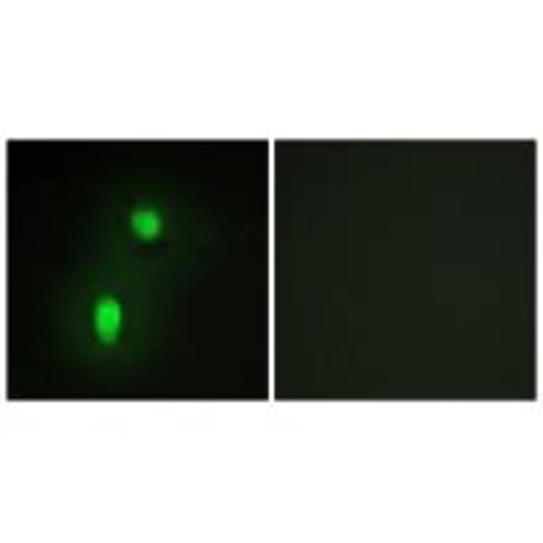 Immunofluorescence - hnRNP C1/C2 Antibody from Signalway Antibody (33658) - Antibodies.com