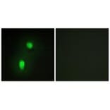 Immunofluorescence - hnRNP C1/C2 Antibody from Signalway Antibody (33658) - Antibodies.com