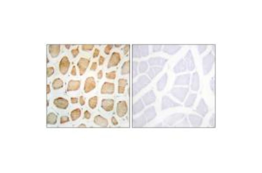 Immunohistochemistry - Actin α-2/3 Antibody from Signalway Antibody (33759) - Antibodies.com