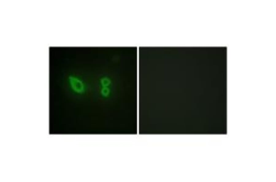 Immunofluorescence - Actin α-2/3 Antibody from Signalway Antibody (33759) - Antibodies.com
