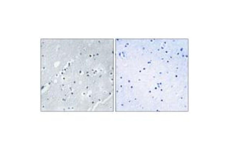Immunohistochemistry - Histone H2B Antibody from Signalway Antibody (34015) - Antibodies.com