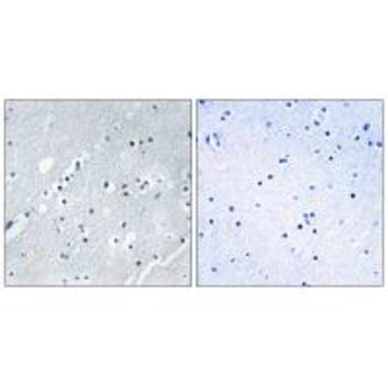 Immunohistochemistry - Histone H2B Antibody from Signalway Antibody (34015) - Antibodies.com