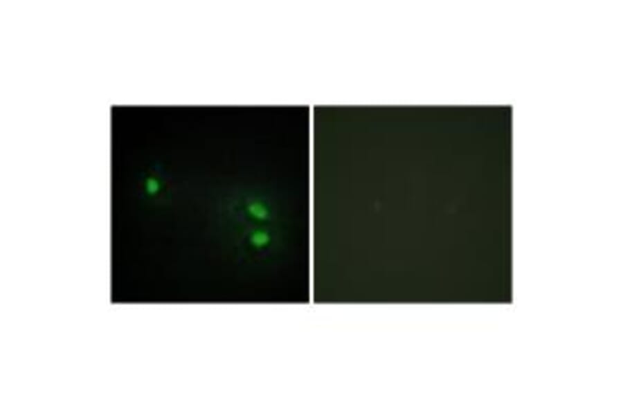 Immunofluorescence - Histone H2B Antibody from Signalway Antibody (34015) - Antibodies.com