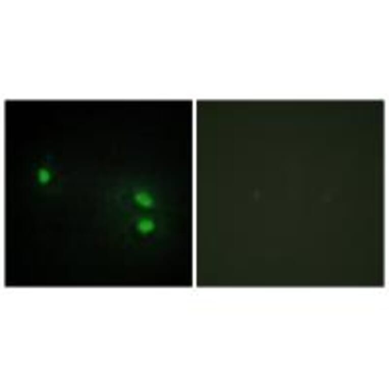 Immunofluorescence - Histone H2B Antibody from Signalway Antibody (34015) - Antibodies.com