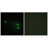 Immunofluorescence - Histone H2B Antibody from Signalway Antibody (34015) - Antibodies.com