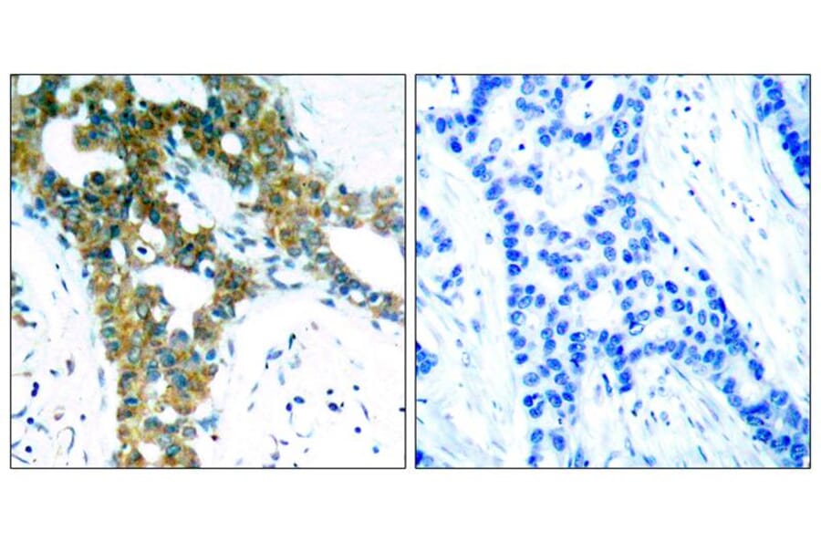 Immunohistochemistry - PAK1/PAK2/PAK3 (Ab-423/402/421) Antibody from Signalway Antibody (21169) - Antibodies.com