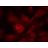 Immunofluorescence - PAK1/PAK2/PAK3 (Ab-423/402/421) Antibody from Signalway Antibody (21169) - Antibodies.com