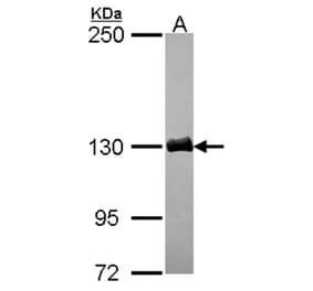 dynactin 1 antibody from Signalway Antibody (22058) - Antibodies.com