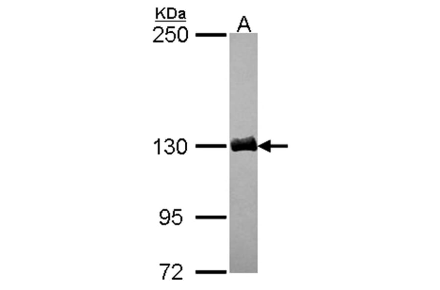 dynactin 1 antibody from Signalway Antibody (22058) - Antibodies.com