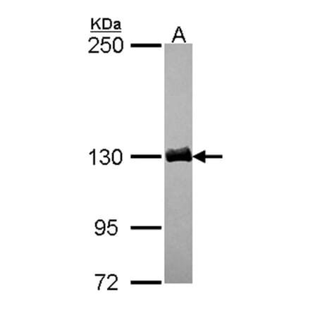 dynactin 1 antibody from Signalway Antibody (22058) - Antibodies.com