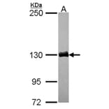 dynactin 1 antibody from Signalway Antibody (22058) - Antibodies.com