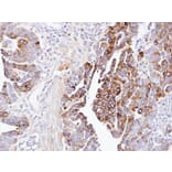 Immunohistochemistry - dynactin 1 antibody from Signalway Antibody (22058) - Antibodies.com