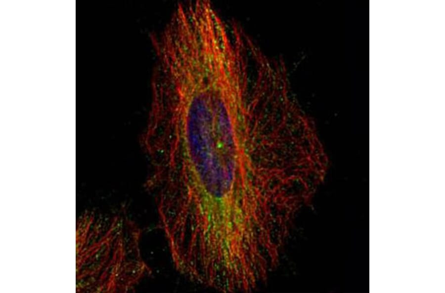 dynactin 1 antibody from Signalway Antibody (22058) - Antibodies.com