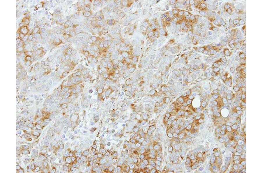 Immunohistochemistry - Syntaxin 5 antibody from Signalway Antibody (22277) - Antibodies.com
