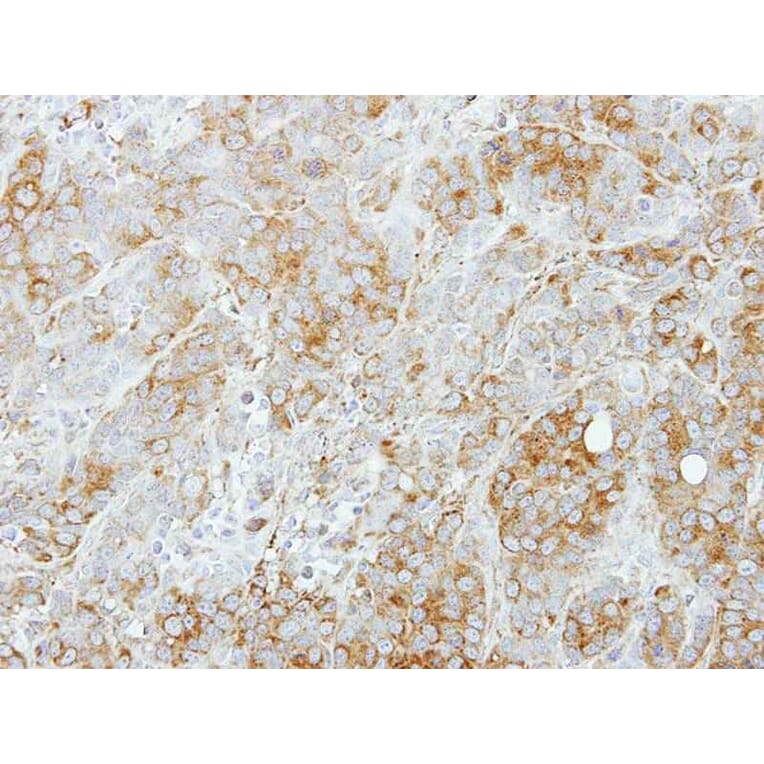 Immunohistochemistry - Syntaxin 5 antibody from Signalway Antibody (22277) - Antibodies.com