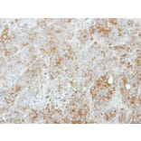 Immunohistochemistry - Syntaxin 5 antibody from Signalway Antibody (22277) - Antibodies.com
