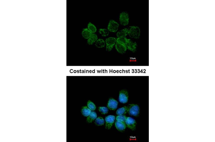 Immunofluorescence - Syntaxin 5 antibody from Signalway Antibody (22277) - Antibodies.com