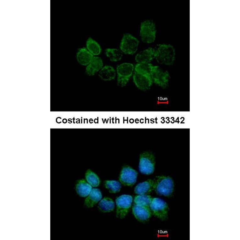 Immunofluorescence - Syntaxin 5 antibody from Signalway Antibody (22277) - Antibodies.com