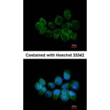 Immunofluorescence - Syntaxin 5 antibody from Signalway Antibody (22277) - Antibodies.com