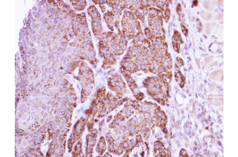 Immunohistochemistry - arginase I antibody from Signalway Antibody (22279) - Antibodies.com