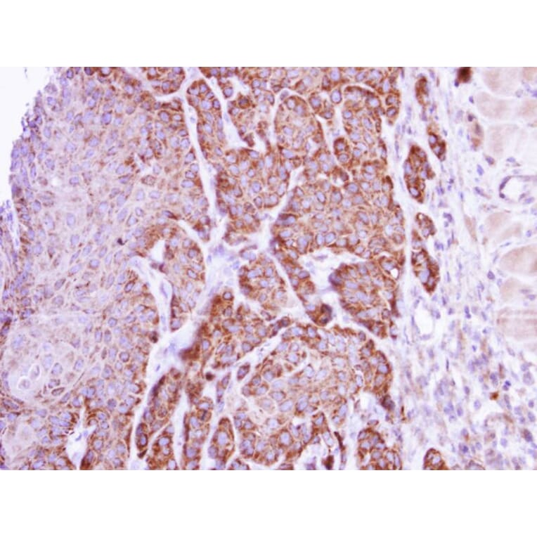 Immunohistochemistry - arginase I antibody from Signalway Antibody (22279) - Antibodies.com