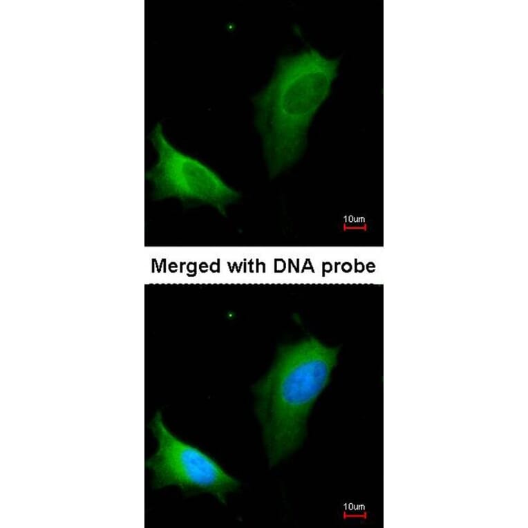Immunofluorescence - arginase I antibody from Signalway Antibody (22279) - Antibodies.com