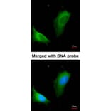 Immunofluorescence - arginase I antibody from Signalway Antibody (22279) - Antibodies.com